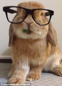Blog Bunny